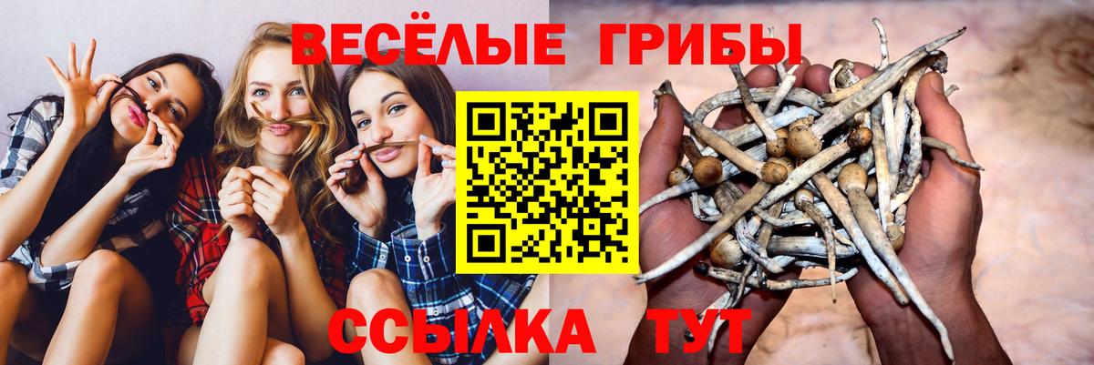 Всеволожск  Псилоцибиновые грибы Psilocybe  Вход с VPN 